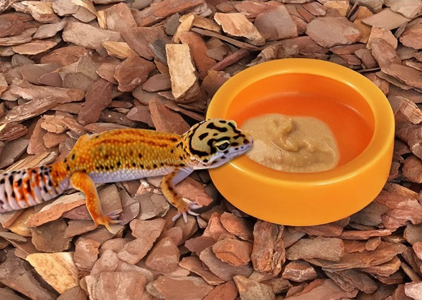 Bol d'eau et de nourriture pour Reptile, plat à vers, bols en céramique pour animaux de compagnie, Anti-fuite, Mini bol pour vers de farine, lézard, Dragon barbu - Animaleriex