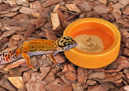 Bol d'eau et de nourriture pour Reptile, plat à vers, bols en céramique pour animaux de compagnie, Anti-fuite, Mini bol pour vers de farine, lézard, Dragon barbu - Animaleriex