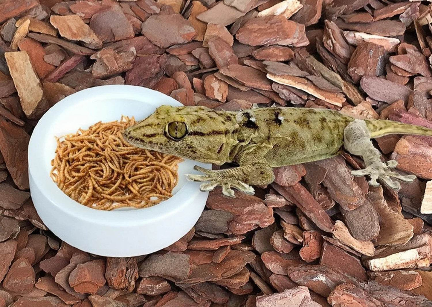 Bol d'eau et de nourriture pour Reptile, plat à vers, bols en céramique pour animaux de compagnie, Anti-fuite, Mini bol pour vers de farine, lézard, Dragon barbu - Animaleriex