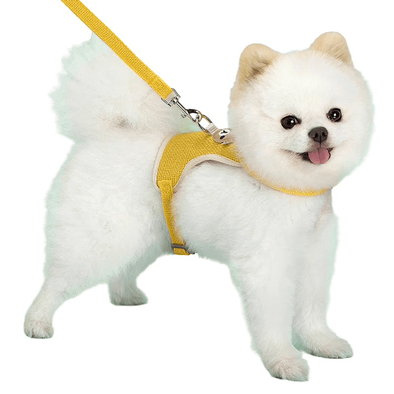 Ensemble de laisse de harnais pour animaux de compagnie, mignon, pour petits chiens de taille moyenne, chat, laisse de marche, Chihuahua, lapin, gilet, harnais, collier de caniche, accessoires pour chiens - Animaleriex