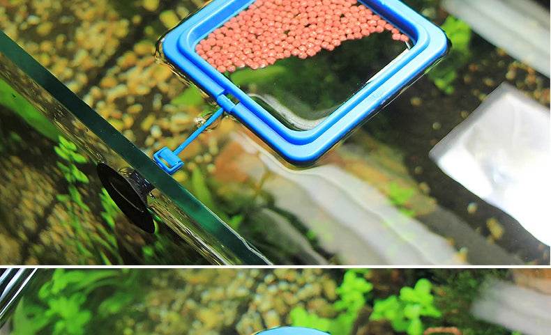 Anneau d'alimentation pour poissons d'aquarium, équipé de ventouses, Portable, circulaire et carré, mangeoire pour animaux aquatiques, outils d'alimentation pour Aquarium - Animaleriex