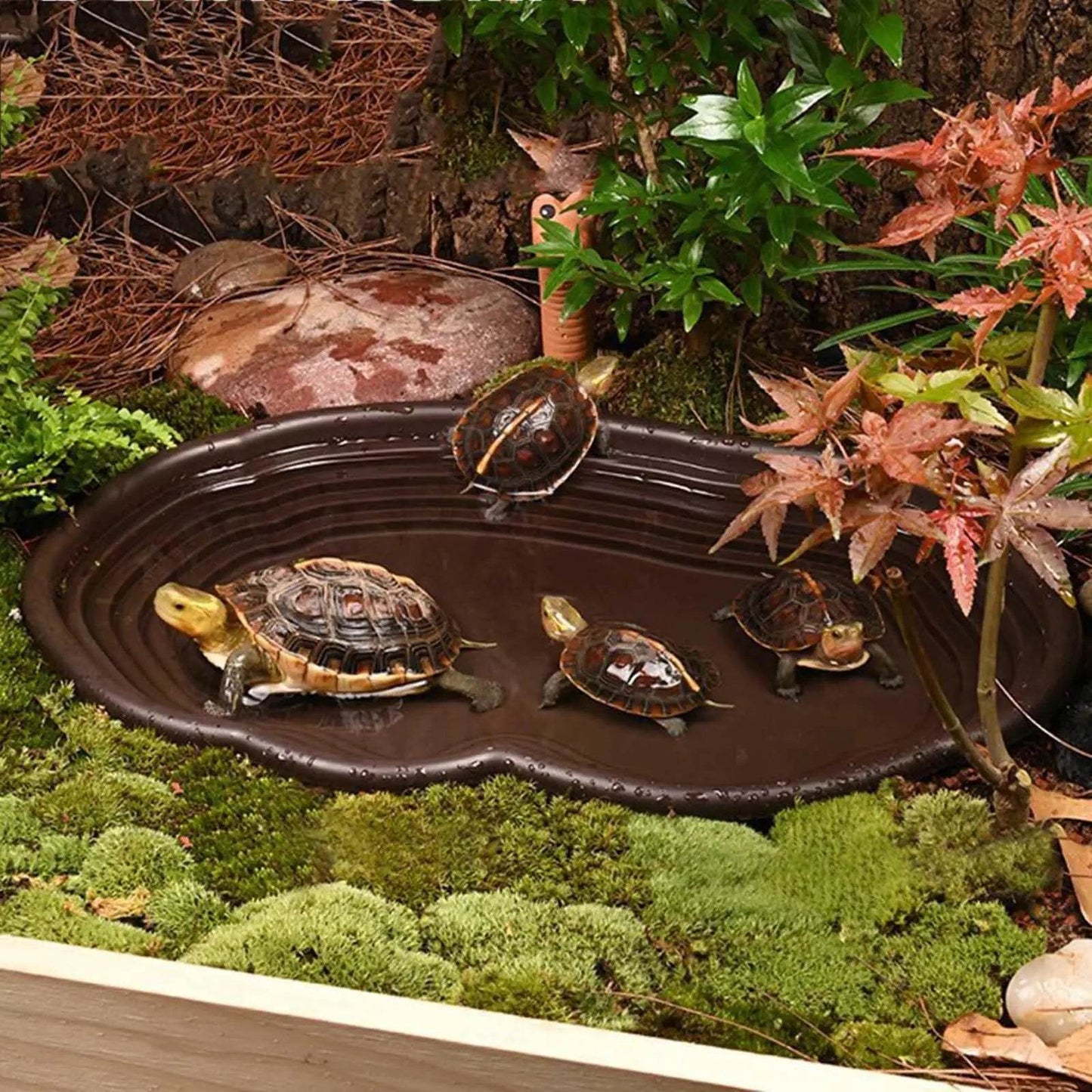 Piscine de baignade pour reptiles, accessoires pour amphibiens, grand bol d'eau avec rampe pour tortue, Hamster, Scorpion, léopard - Animaleriex