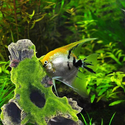 Résine de décoration de tronc d'arbre d'aquarium, décoration d'aquarium pour cacher les crevettes et les poissons, paysage de roche, grotte de cachette - Animaleriex