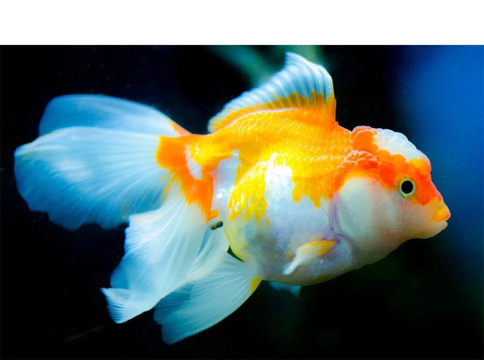 Lumière d'aquarium Programmable avec moniteur LCD et thermomètre pour plantes aquatiques, fonction mémoire, lampe LED à Cycle 24/7 - Animaleriex