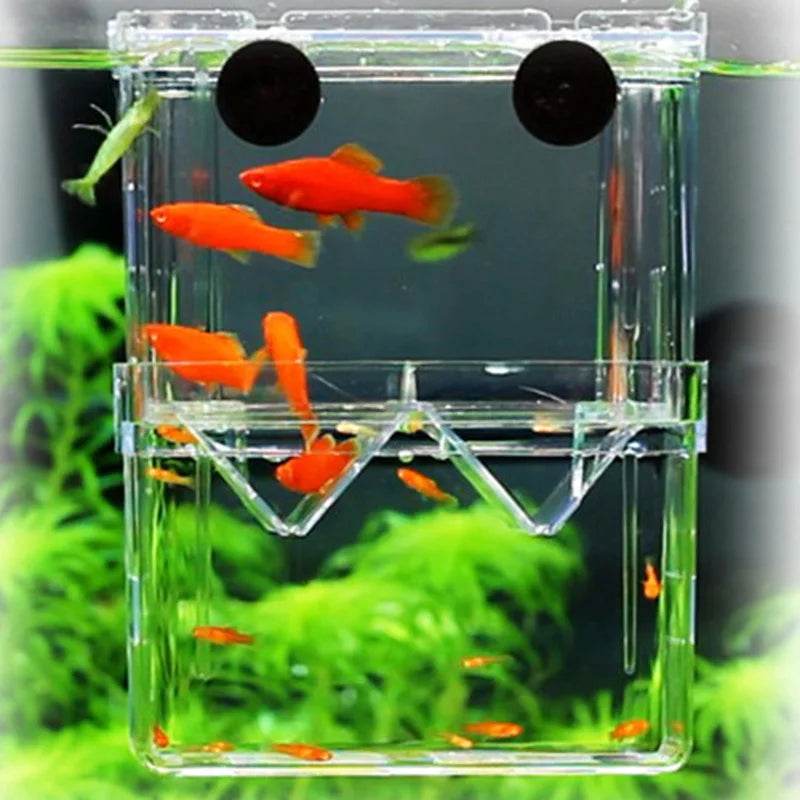 Boîte d'isolation multifonctionnelle pour l'élevage de poissons d'aquarium, incubateur d'aquarium à haute transparence, Double Guppies, incubateur d'éclosion - Animaleriex