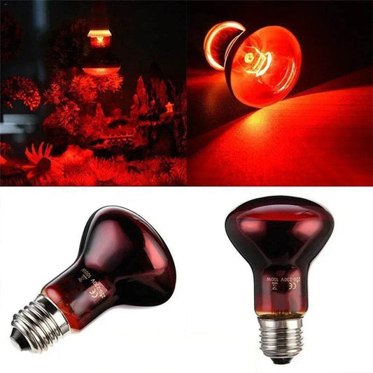 Lampe chauffante rouge amphibie UVA 220V, 25/40/50/60/75/100W, lampe infrarouge, ampoule en verre, accessoires pour Reptiles, serpents, lézards - Animaleriex
