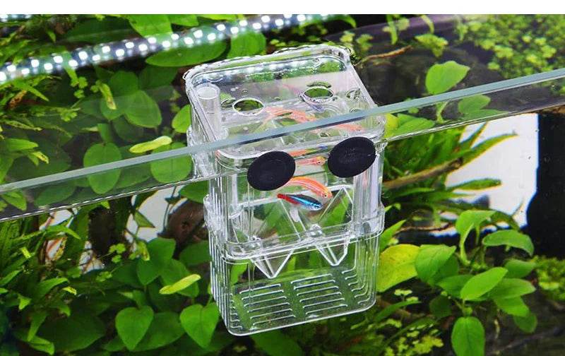 Boîte d'isolation multifonctionnelle pour l'élevage de poissons d'aquarium, incubateur d'aquarium à haute transparence, Double Guppies, incubateur d'éclosion - Animaleriex