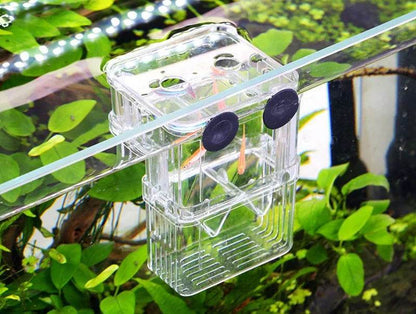 Boîte d'isolation multifonctionnelle pour l'élevage de poissons d'aquarium, incubateur d'aquarium à haute transparence, Double Guppies, incubateur d'éclosion - Animaleriex